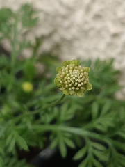 Cotula australis image