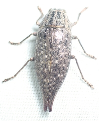 Dicerca caudata