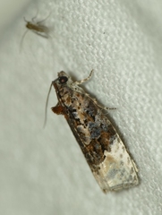 Apotomis betuletana