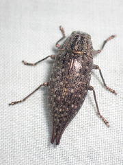 Dicerca caudata