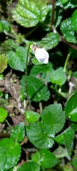 Viola adenothrix