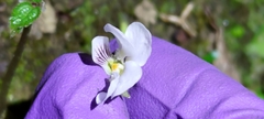 Viola adenothrix