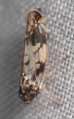 Scaphoideus obtusus