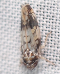 Scaphoideus obtusus