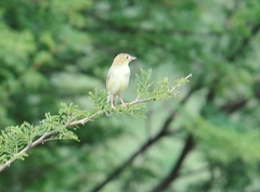 Cisticola natalensis