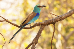 Abyssinian Roller photo 3