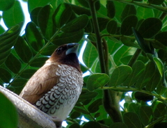 Lonchura punctulata