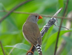 Taeniopygia guttata guttata