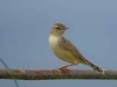 Cisticola juncidis