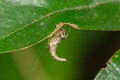 Cyclosa cylindrata