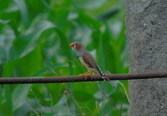 Taeniopygia guttata guttata