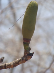 Pseudobombax palmeri