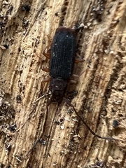 Uleiota dubia