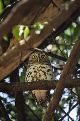 Glaucidium capense