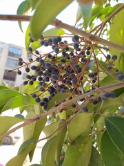 Ligustrum lucidum