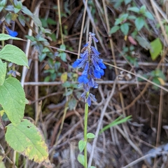 Salvia helianthemifolia