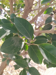 Ligustrum lucidum