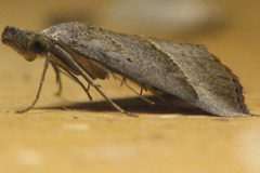 Hypena degesalis