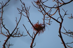 Tillandsia roland-gosselinii
