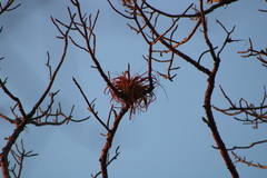 Tillandsia roland-gosselinii