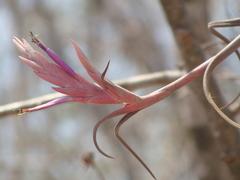Tillandsia intermedia