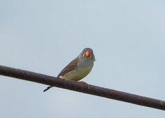 Taeniopygia guttata guttata