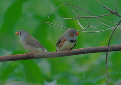 Taeniopygia guttata guttata