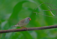 Taeniopygia guttata guttata