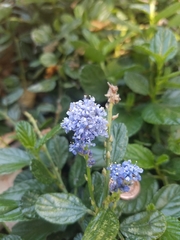 Ceanothus thyrsiflorus griseus