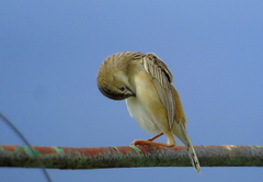 Cisticola juncidis
