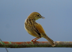 Cisticola juncidis
