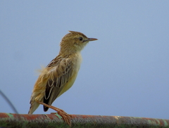 Cisticola juncidis
