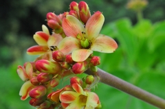 Jatropha mollissima