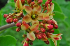 Jatropha mollissima