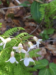 Cardamine angustata