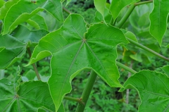 Jatropha mollissima