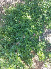 Ceanothus thyrsiflorus griseus