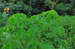 Jatropha mollissima