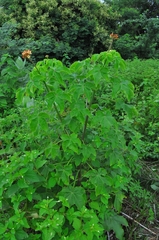 Jatropha mollissima
