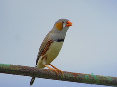 Taeniopygia guttata guttata