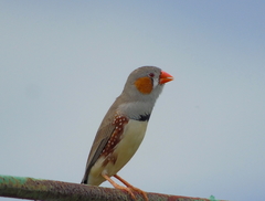 Taeniopygia guttata guttata