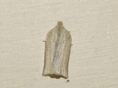 Meridemis