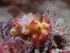 Phyllidiopsis cardinalis