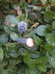 Ceanothus thyrsiflorus griseus
