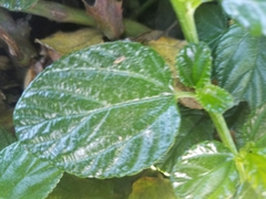 Ceanothus thyrsiflorus griseus
