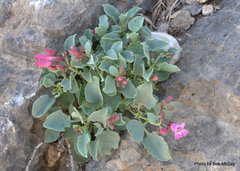 Penstemon petiolatus