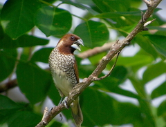 Lonchura punctulata