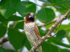 Lonchura punctulata