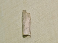 Meridemis