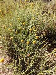 Pentzia globosa